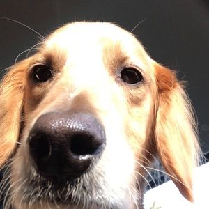 Meet your Posher, Amelia